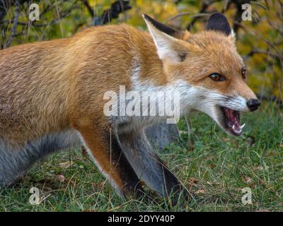 Un bellissimo esemplare di volpe rossa isolato con pelliccia folta si avvicinò al bordo del bosco del Sirente Parco Regionale. Foto Stock