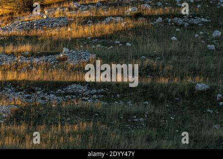 Stocchi di erba al tramonto illuminati da lame di luce. Abruzzo, Italia, Europa Foto Stock