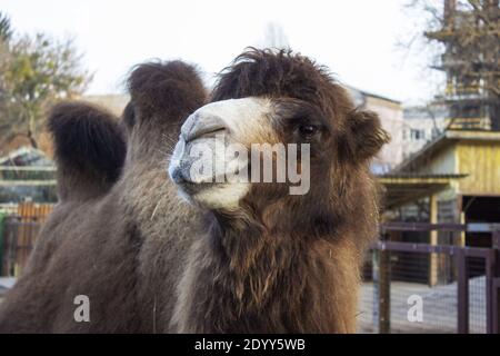 Cammello divertente con due gobbi. Foto di alta qualità Foto Stock
