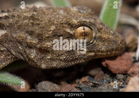 Capo del gecko orientale delle Canarie Tarentola angustimentalis. Arrecife. Lanzarote. Isole Canarie. Spagna. Foto Stock