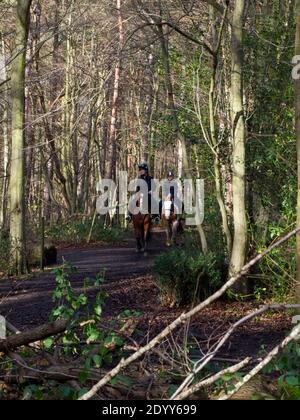 Trent Park Country House & Park, Cockfosters, Regno Unito. Legno e Parkland, passeggiate nella natura, equitazione, caffè, flora e fauna. Terreni agricoli AN Foto Stock