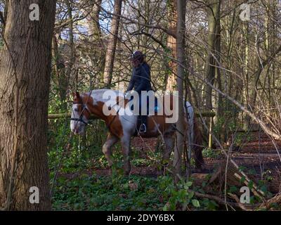 Trent Park Country House & Park, Cockfosters, Regno Unito. Legno e Parkland, passeggiate nella natura, equitazione, caffè, flora e fauna. Terreni agricoli AN Foto Stock