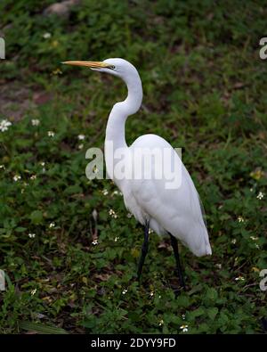 Great White Egret primo piano profilo vista laterale in fogliame e fiori bianchi primo piano e sfondo sempreverde con piumaggio bianco. Immagine. Immagine Foto Stock