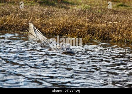 Alligatore americano; entrare in acqua, in movimento, movimento, alligatore missisippiensis; animale; natura; rettile; fauna selvatica; Myakka River state Park; Florida; S. Foto Stock