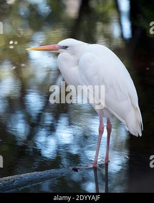 Great White Heron primo piano profilo vista in piedi su log che mostra belle piume bianche soffici piumaggio vicino l'acqua con uno sfondo. Grande airone Foto Stock