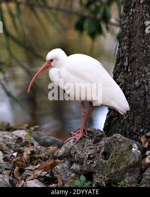 Vista in primo piano dell'Ibis bianco vicino all'acqua su una roccia muschio con sfondo sfocato nel suo ambiente e habitat. Ibis Image. Immagine. Foto Foto Stock