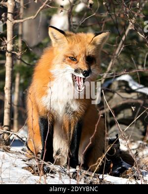 Volpe rossa seduta e guardando la fotocamera con bocca aperta che mostra i denti, lingua nella stagione invernale nel suo ambiente e habitat con la foresta Foto Stock