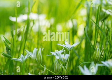 Fiori bianchi della stella-di-Betlemme giardino, giglio di erba, pisolino-a-mezzogiorno, o signora undici-o'clock, una specie del genere Ornithogalum, un bulbo perenne Foto Stock