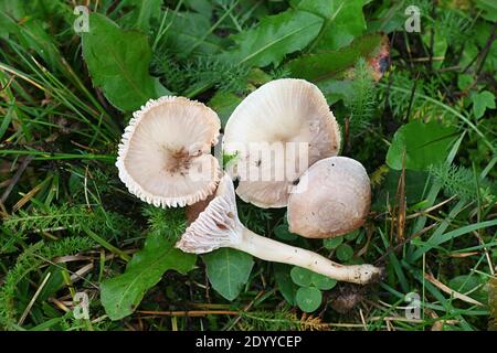 Cuphophyllus virgineus, conosciuto come il cappuccio di cera nevoso, fungo selvatico dalla Finlandia Foto Stock