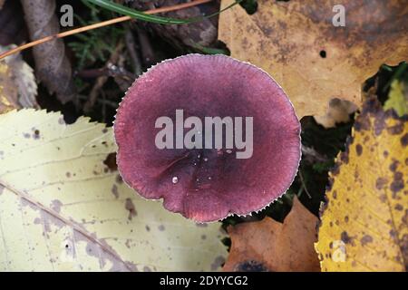 Russula queletii, conosciuta come la russula di uva spina, fungo selvatico dalla Finlandia Foto Stock