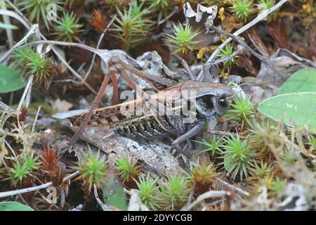 Decticus verrucivorus, un bush-cricket conosciuto come il wartbiter Foto Stock