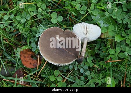 Melanoleuca melaleuca, conosciuto come cavalier calvo o cavaliere calvo, fungo selvatico dalla Finlandia Foto Stock