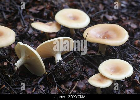 Paralepista flaccida, conosciuto come Tawny Funnel cap, fungo selvatico dalla Finlandia Foto Stock