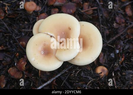 Paralepista flaccida, conosciuto come Tawny Funnel cap, fungo selvatico dalla Finlandia Foto Stock