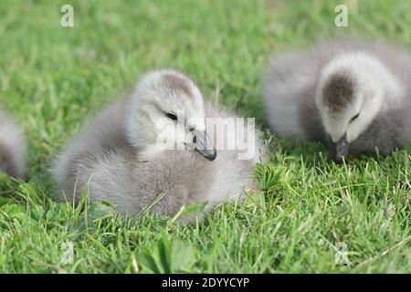 Branta leucosi, l'oca di Barnacle, gaffings che riposano Foto Stock