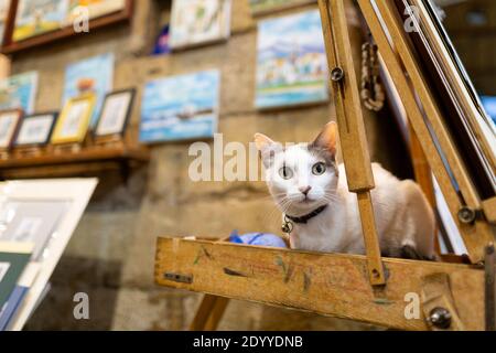 Un gatto seduto su un cavalletto fuori dallo studio di un artista a Rethymno, Creta, Grecia Foto Stock