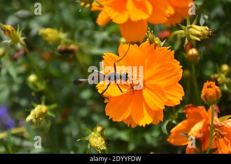 Ho creato questa macro-immagine di una Wasp thread-Waisted su un fiore o vespe su un fiore per praticare le mie abilità di fotografia macro. Foto Stock