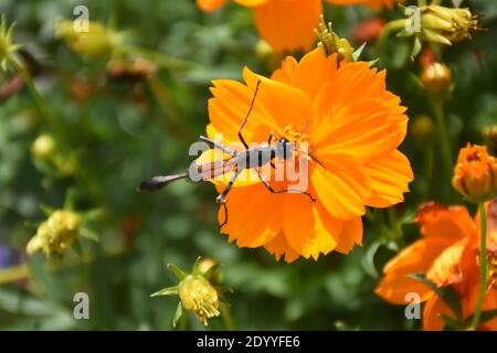 Ho creato questa macro-immagine di una Wasp thread-Waisted su un fiore o vespe su un fiore per praticare le mie abilità di fotografia macro. Foto Stock