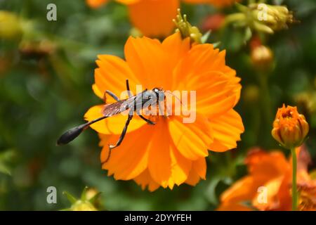 Ho creato questa macro-immagine di una Wasp thread-Waisted su un fiore o vespe su un fiore per praticare le mie abilità di fotografia macro. Foto Stock