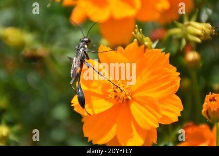 Ho creato questa macro-immagine di una Wasp thread-Waisted su un fiore o vespe su un fiore per praticare le mie abilità di fotografia macro. Foto Stock