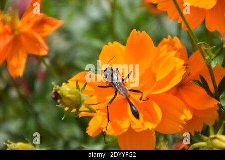 Ho creato questa macro-immagine di una Wasp thread-Waisted su un fiore o vespe su un fiore per praticare le mie abilità di fotografia macro. Foto Stock