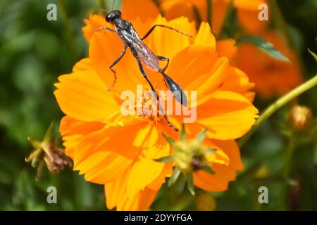 Ho creato questa macro-immagine di una Wasp thread-Waisted su un fiore o vespe su un fiore per praticare le mie abilità di fotografia macro. Foto Stock