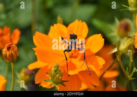 Ho creato questa macro-immagine di una Wasp thread-Waisted su un fiore o vespe su un fiore per praticare le mie abilità di fotografia macro. Foto Stock