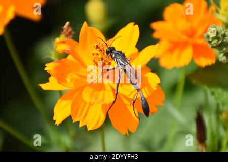 Ho creato questa macro-immagine di una Wasp thread-Waisted su un fiore o vespe su un fiore per praticare le mie abilità di fotografia macro. Foto Stock