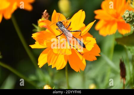 Ho creato questa macro-immagine di una Wasp thread-Waisted su un fiore o vespe su un fiore per praticare le mie abilità di fotografia macro. Foto Stock