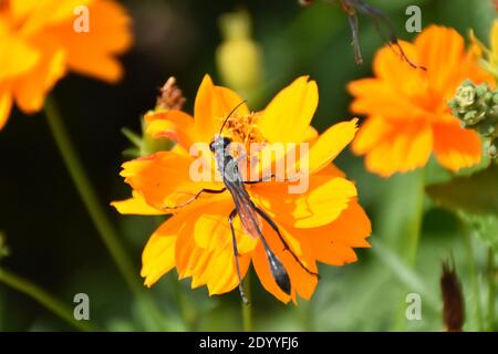 Ho creato questa macro-immagine di una Wasp thread-Waisted su un fiore o vespe su un fiore per praticare le mie abilità di fotografia macro. Foto Stock