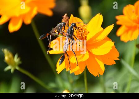 Ho creato questa macro-immagine di una Wasp thread-Waisted su un fiore o vespe su un fiore per praticare le mie abilità di fotografia macro. Foto Stock