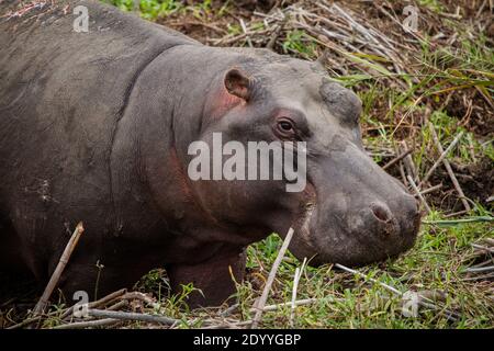 Ritratto di un ippopotamo che mangia erba in Sud Africa Foto Stock