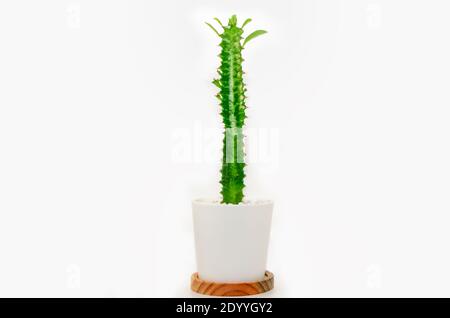 Pianta succulenta in vaso chiamata trigon Euphorbia su sfondo bianco. Spazio di copia. Foto Stock