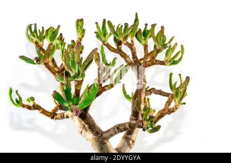 Essiccare le foglie di una pianta succulenta chiamata crassula ovata gollum o hobbit su sfondo bianco. Fuoco selettivo sulle lamine. Foto Stock