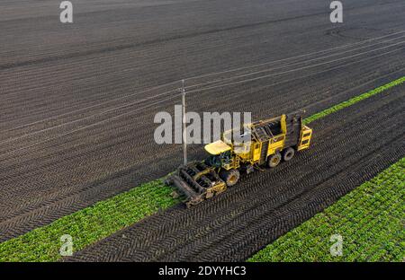 Vista aerea della barbabietola da zucchero da raccolta Foto Stock