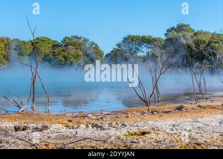 Stagno geotermico al parco di Kuirau a Rotorua, Nuova Zelanda Foto Stock
