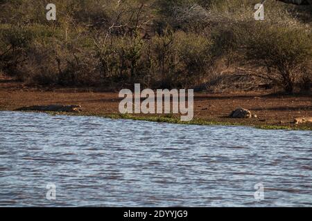 Un gruppo di coccodrilli che prendono il sole da un corpo d'acqua A Kruger Park Foto Stock