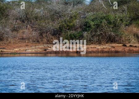 Un gruppo di coccodrilli che prendono il sole da un corpo d'acqua A Kruger Park Foto Stock