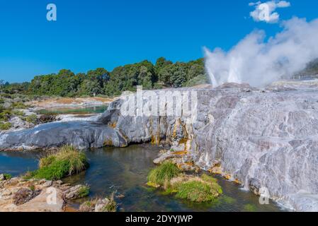 Geyser Pohutu al villaggio te puia vicino a Rotorua, Nuova Zelanda Foto Stock