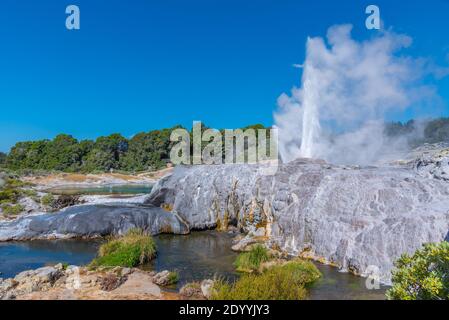 Geyser Pohutu al villaggio te puia vicino a Rotorua, Nuova Zelanda Foto Stock