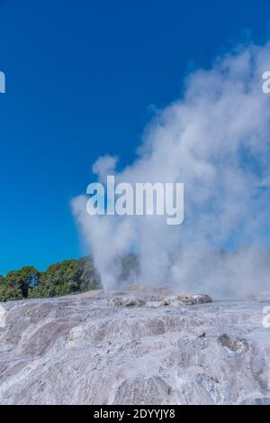 Geyser Pohutu al villaggio te puia vicino a Rotorua, Nuova Zelanda Foto Stock