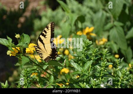 Ho creato questa macro-immagine di una farfalla su un fiore o Farfalle su un fiore per praticare le mie abilità di fotografia macro. Le farfalle sono importanti Foto Stock