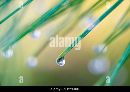 Foglie di erba macro coperte di gocce d'acqua di rugiada mattutina Foto Stock