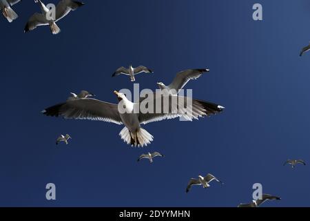 MAROCCO / Essaouira/Seagulls sorvolando Essaouira la "Città del Vento". Foto Stock