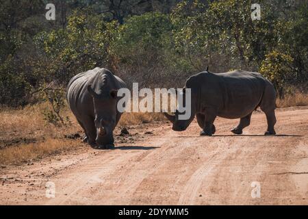 Due rinoceronti in Sud Africa durante il safari Foto Stock