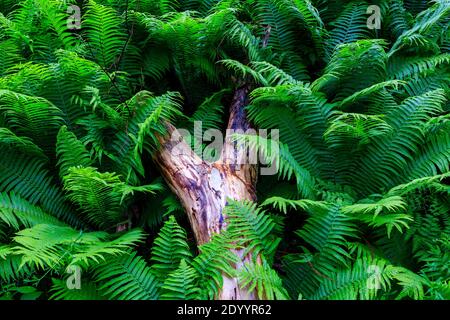 Grandi felci vicino alla diga e castello Kriebstein, legno della morte coperto di felce, sassonia, Germania Foto Stock