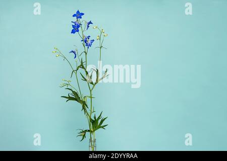 I fiori blu profondo di Delphinium Tricone Dwarf Larkspur isolato su sfondo blu chiaro Foto Stock