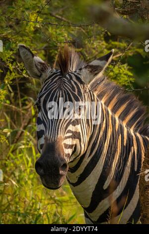 Ritratto di una zebra pianeggiante, equus quagga, equus burchellii, zebra comune, Parco Nazionale del Lago Mburo, Uganda. Foto Stock