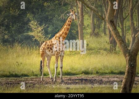 Una giraffa di Rothschild ( Giraffa camelopardalis rothschildi) che si trova in una buca d'acqua, il Parco Nazionale del Lago Mburo, Uganda. Foto Stock