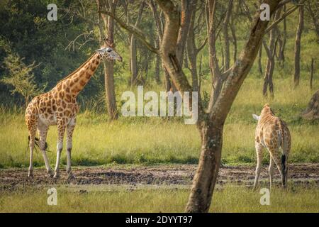 Due giraffe di Rothschild ( Giraffa camelopardalis rothschildi) che si erono in una buca d'acqua, il Parco Nazionale del Lago Mburo, Uganda. Foto Stock